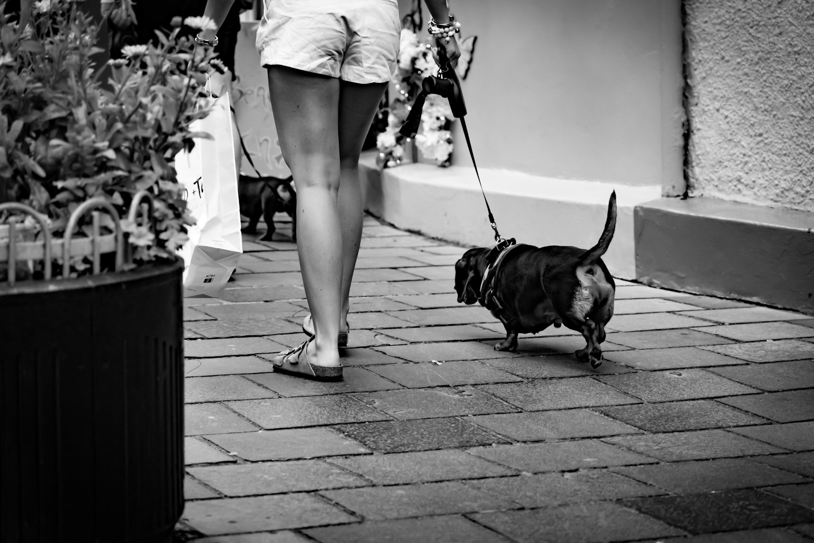 Dog Training in Cupertino for Busy Households: Calm, Focus, and Better Everyday Routines